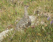 Rock Ptarmigan