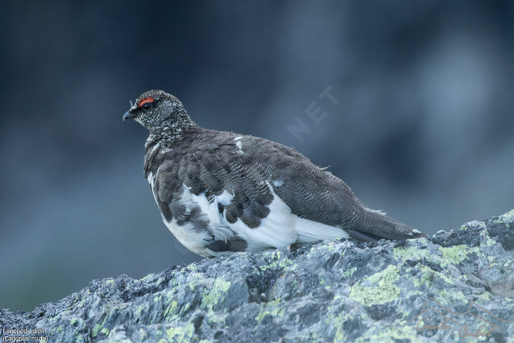 Rock Ptarmigan