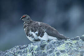 Rock Ptarmigan