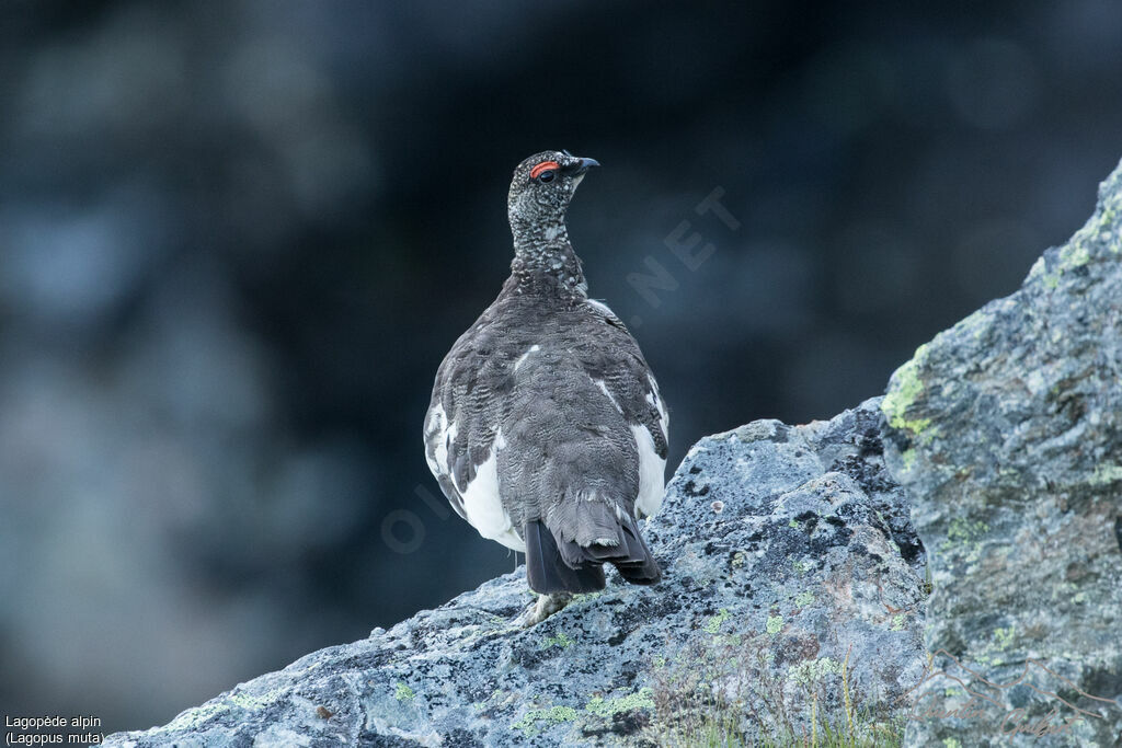 Lagopède alpin mâle adulte nuptial, identification