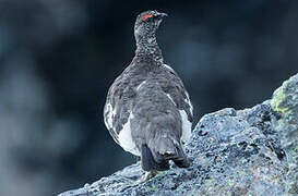 Rock Ptarmigan