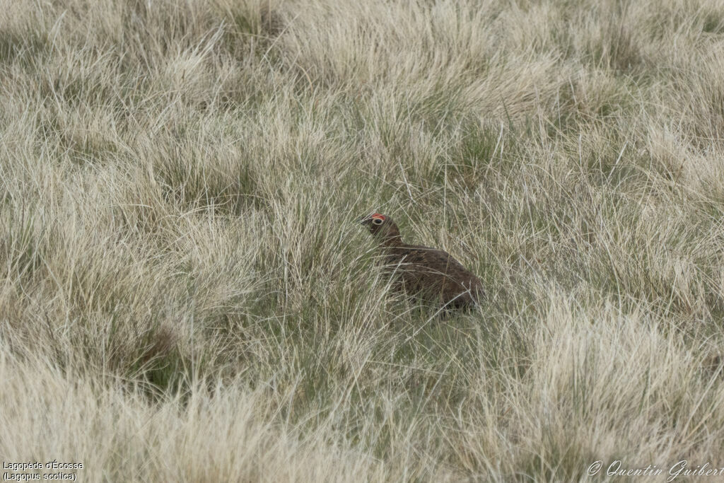 Willow Ptarmigan (scotica) male adult breeding, camouflage