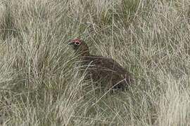 Willow Ptarmigan (scotica)