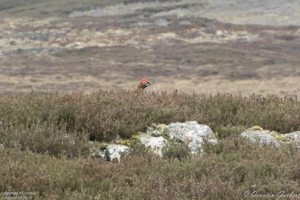 Red Grouse male adult breeding, identification, habitat