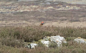 Willow Ptarmigan (scotica)