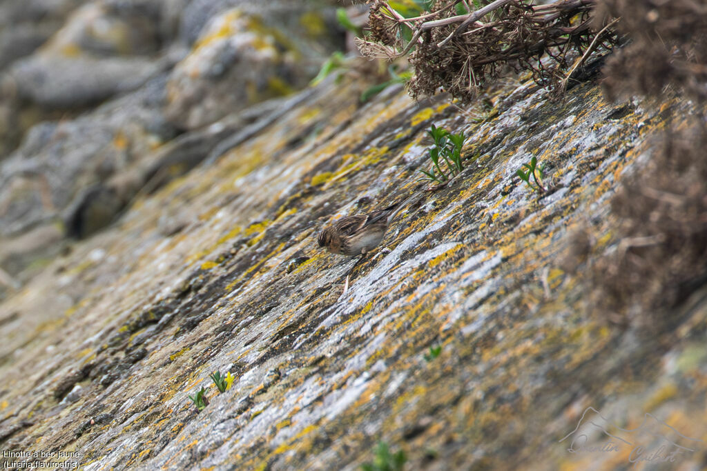 Linotte à bec jaune