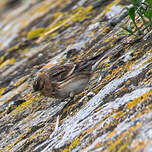 Linotte à bec jaune
