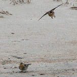 Linotte à bec jaune