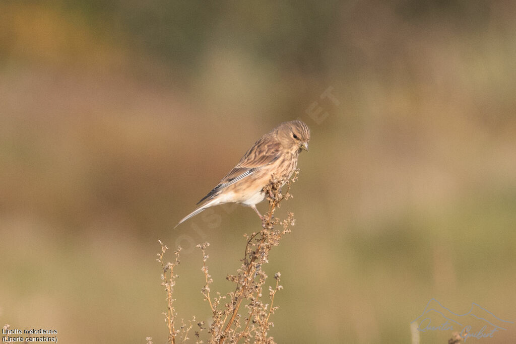 Linotte mélodieuse, identification, mange