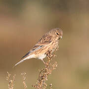 Common Linnet