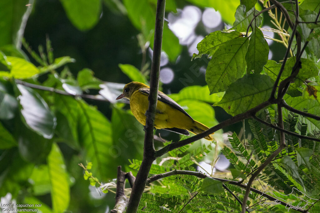 Black-hooded Oriole