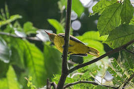 Black-hooded Oriole