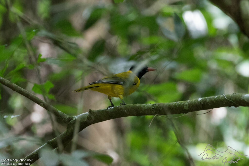 Black-hooded Orioleadult breeding, identification