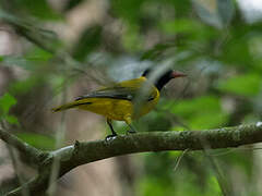 Black-hooded Oriole