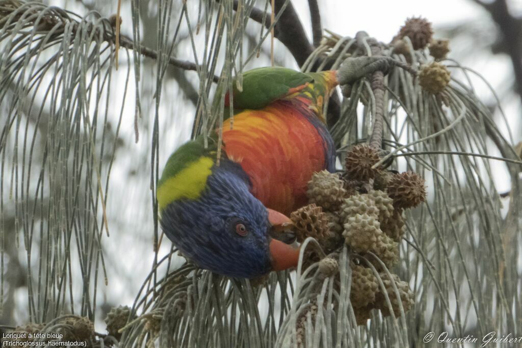 Coconut Lorikeet, eats