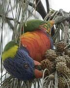 Coconut Lorikeet