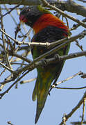 Coconut Lorikeet