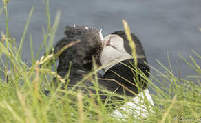 Atlantic Puffin