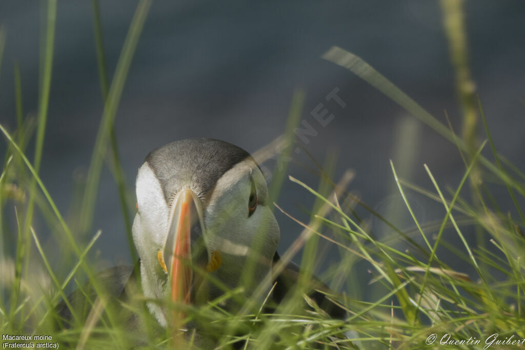 Atlantic Puffinadult breeding, close-up portrait