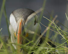 Atlantic Puffin