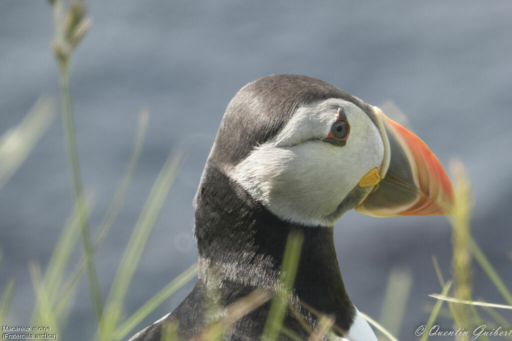 Atlantic Puffinadult breeding, identification, close-up portrait