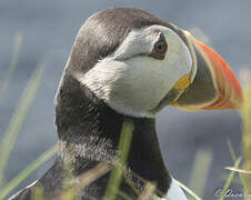 Atlantic Puffin