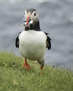 Atlantic Puffin