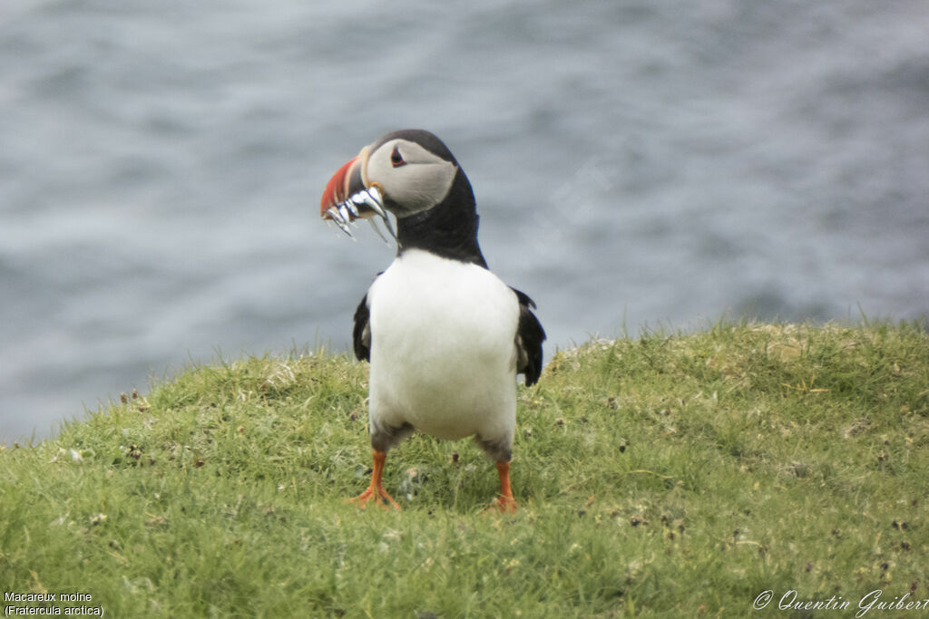 Atlantic Puffinadult, identification, feeding habits