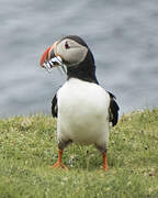 Atlantic Puffin