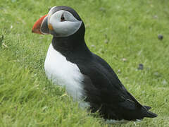 Atlantic Puffin