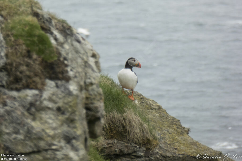 Atlantic Puffinadult breeding, identification, habitat