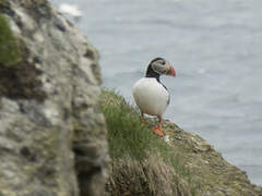 Atlantic Puffin