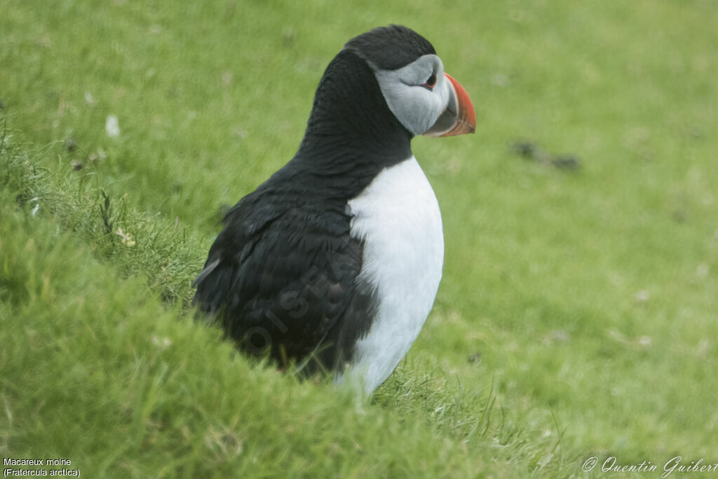 Macareux moineadulte nuptial, identification