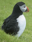 Atlantic Puffin