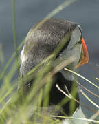 Atlantic Puffin