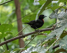 Blue-billed Malimbe