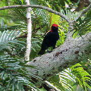 Red-headed Malimbe