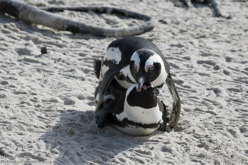 African Penguinadult breeding, mating.
