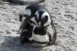 African Penguin