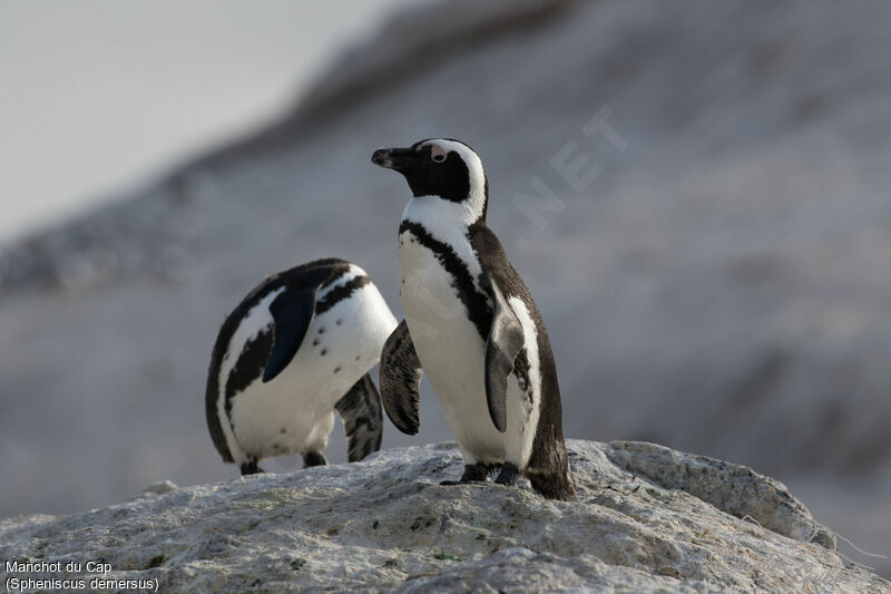 African Penguinadult breeding
