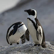 African Penguin