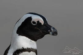 African Penguin