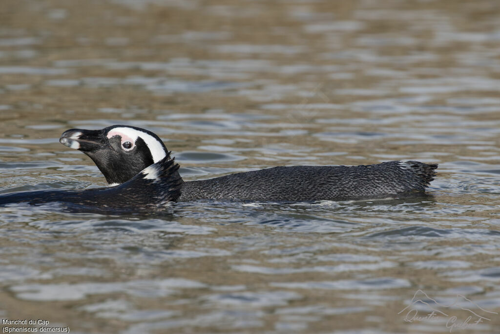 African Penguinadult breeding, swimming