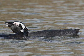 African Penguin