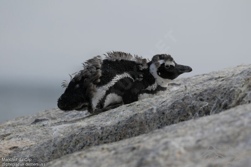 African Penguin, moulting