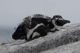 African Penguin