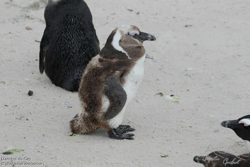African Penguinjuvenile, moulting