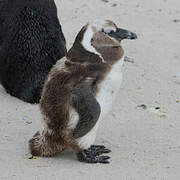 African Penguin