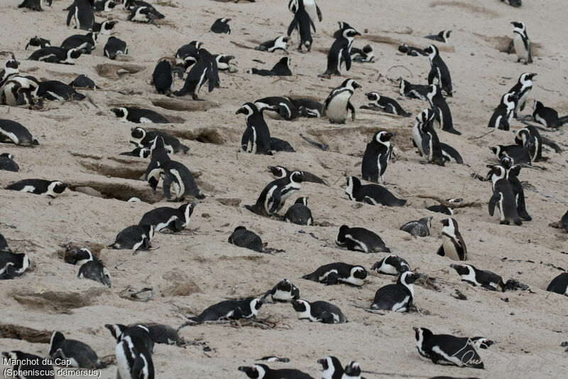 African Penguin, habitat, Reproduction-nesting, colonial reprod.