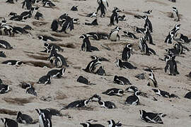 African Penguin